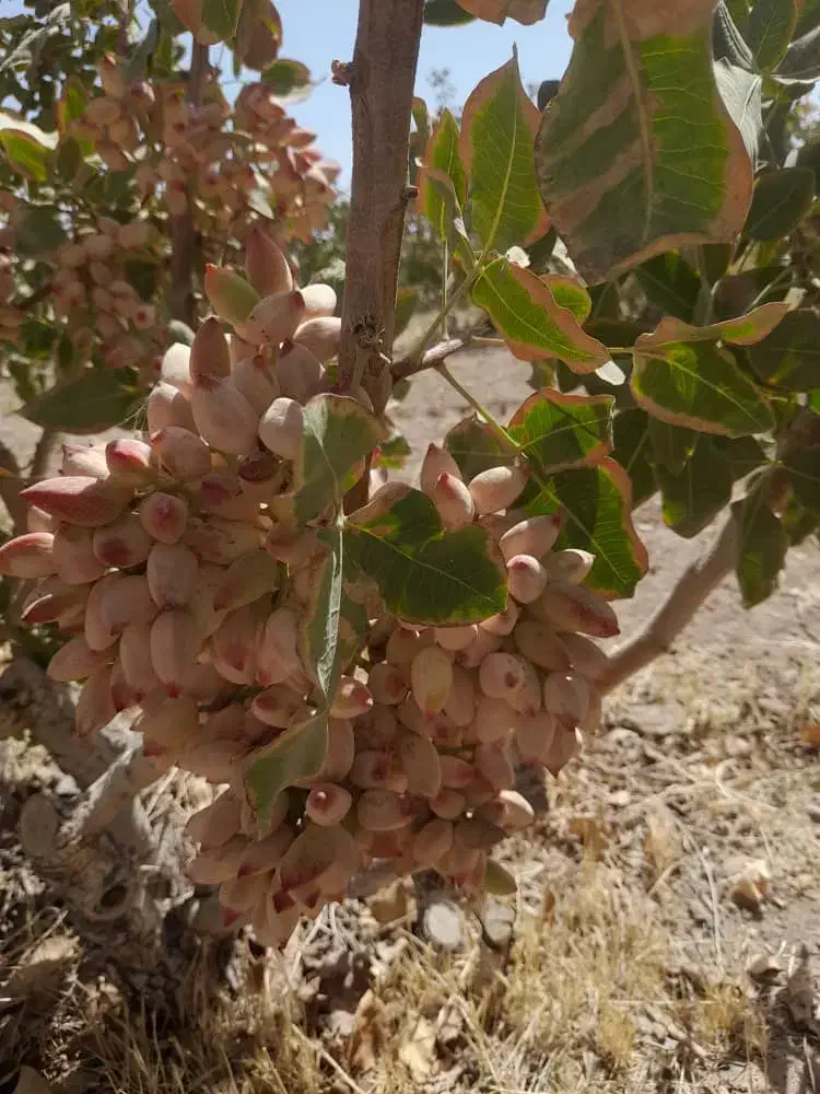 ۱۲۰۰ متر/ باغ پسته/ معاوضه/ساوه روستای پیک|فروش دفتر صنعتی، کشاورزی، تجاری|گلستان (تهران), |دیوار