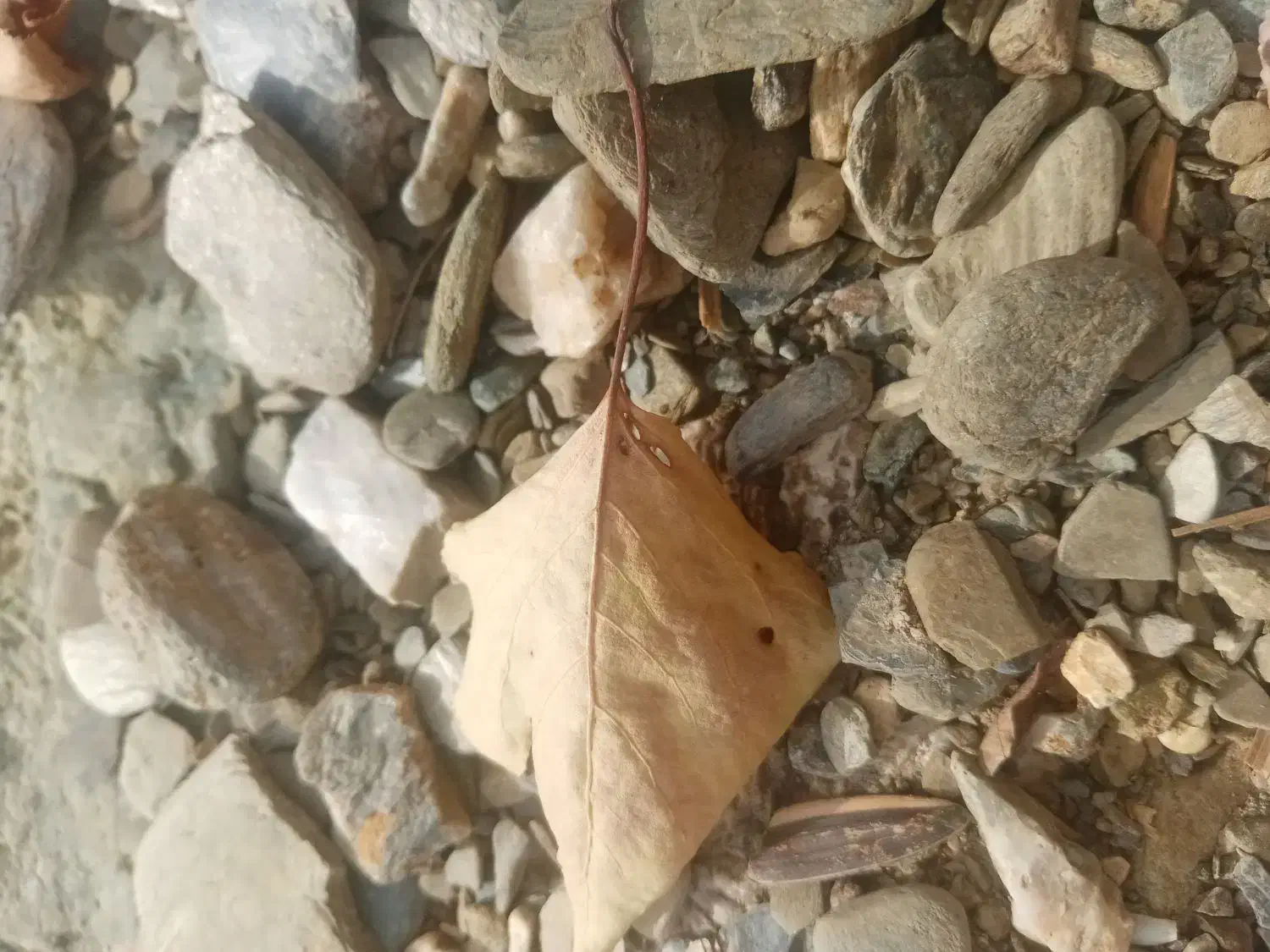 ضامن برای وام..|فعالیت داوطلبانه|بانه, |دیوار