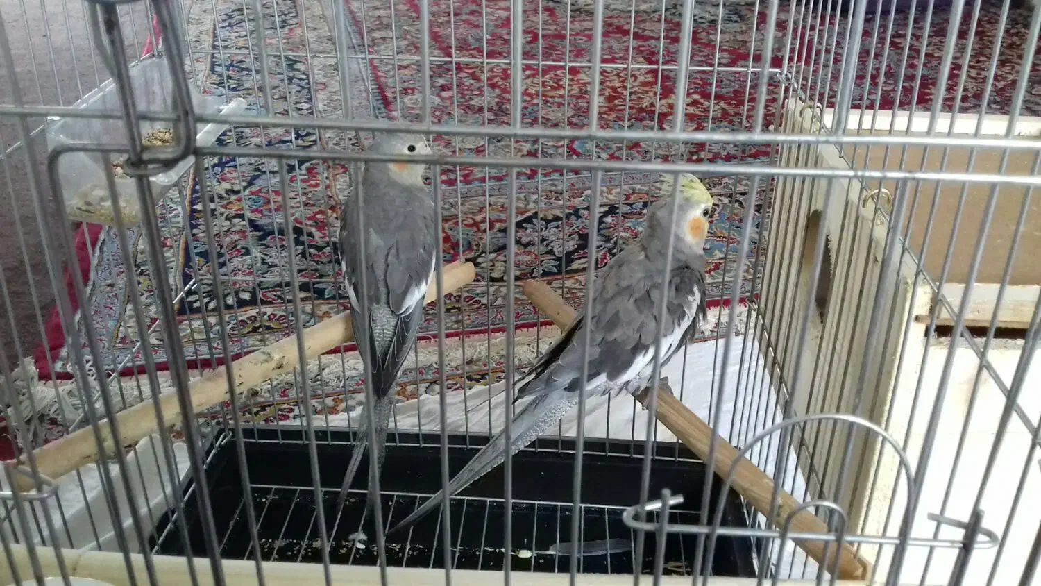 هر دو گمشده در شهر هشتپر روستای سوراپشت|حیوانات|تالش, هشتپر|دیوار