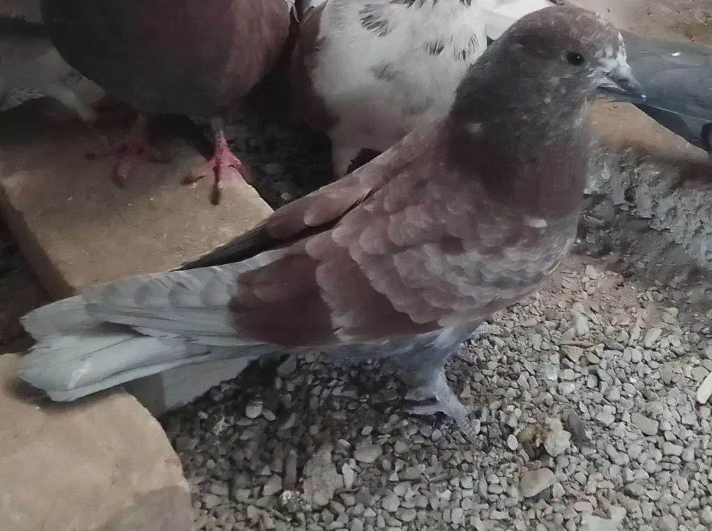 گمشده|حیوانات|زابل, |دیوار