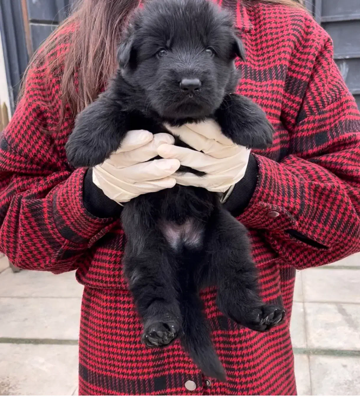 سگ گارد و نگهبان ژرمن 201|سگ|محمدشهر, عباس آباد|دیوار