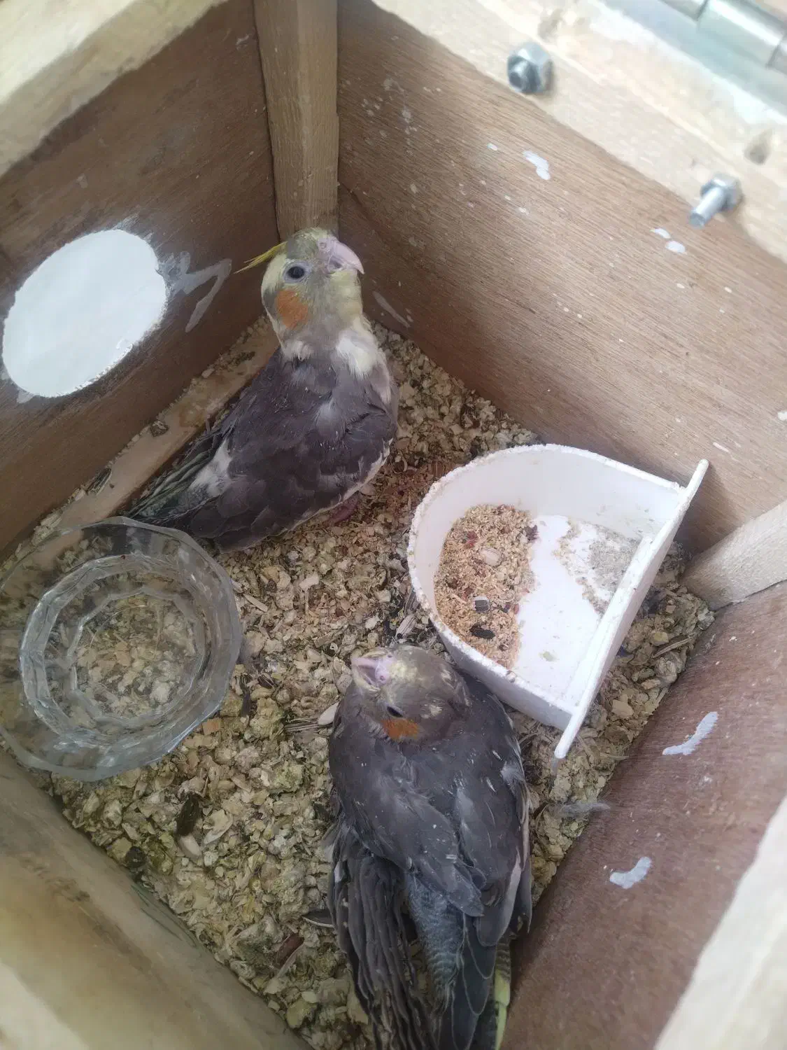 جوجه عروس هلندی|پرنده|اصفهان, فرودگاه شهید بهشتی|دیوار