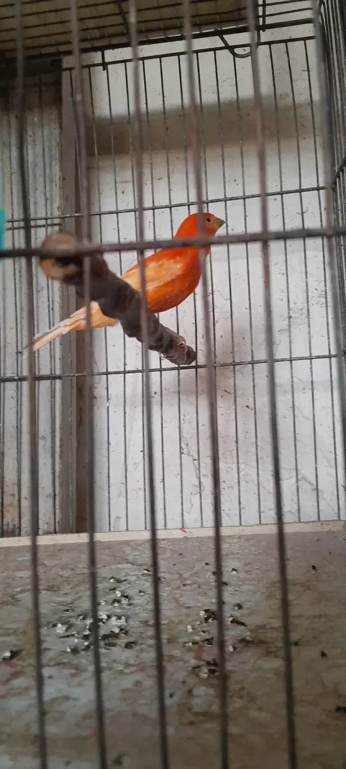 قناری|پرنده|محمدیه-قزوین, |دیوار