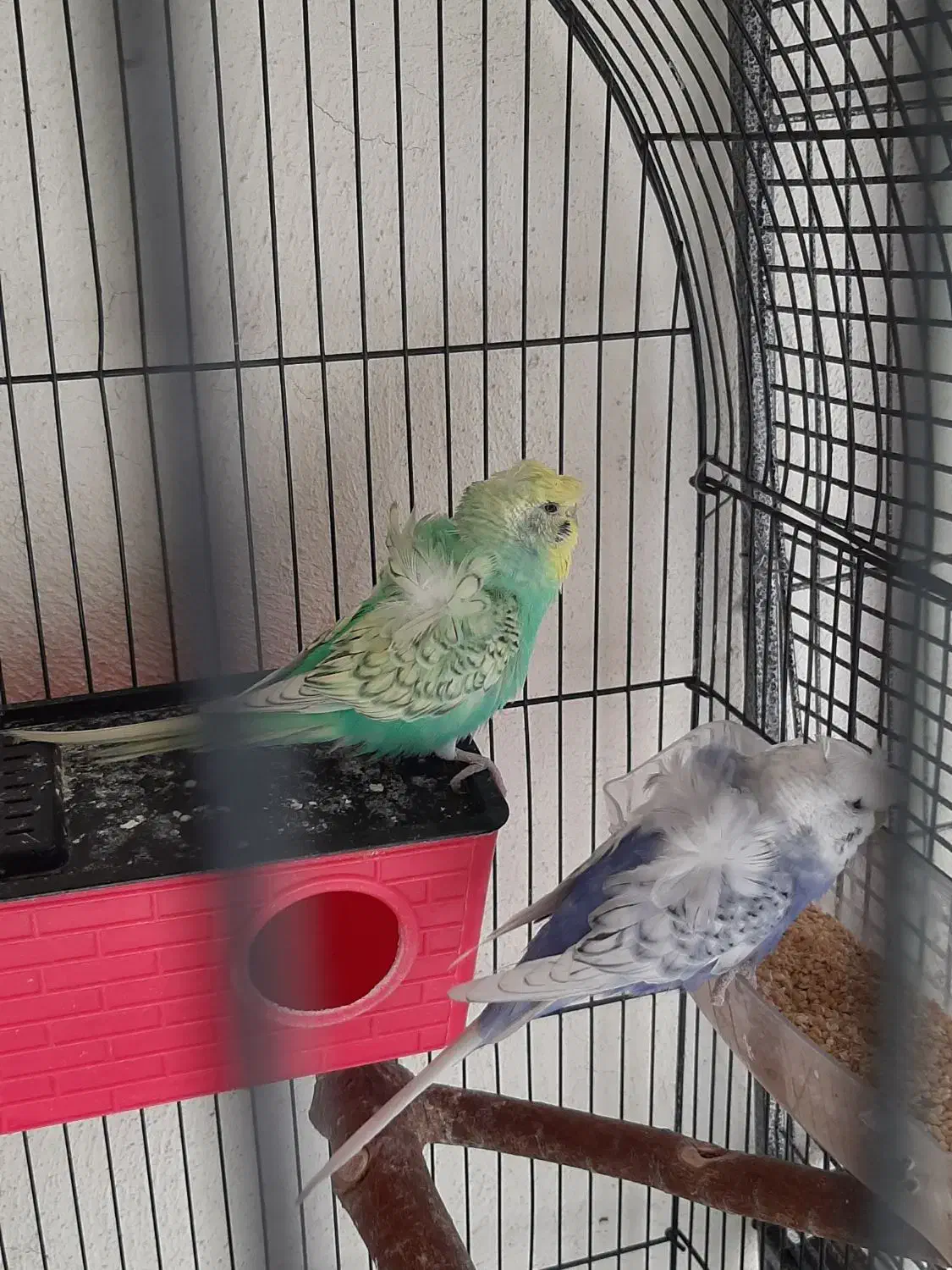 مرغ عشق پروانهای|پرنده|رباطکریم, رباطکریم|دیوار