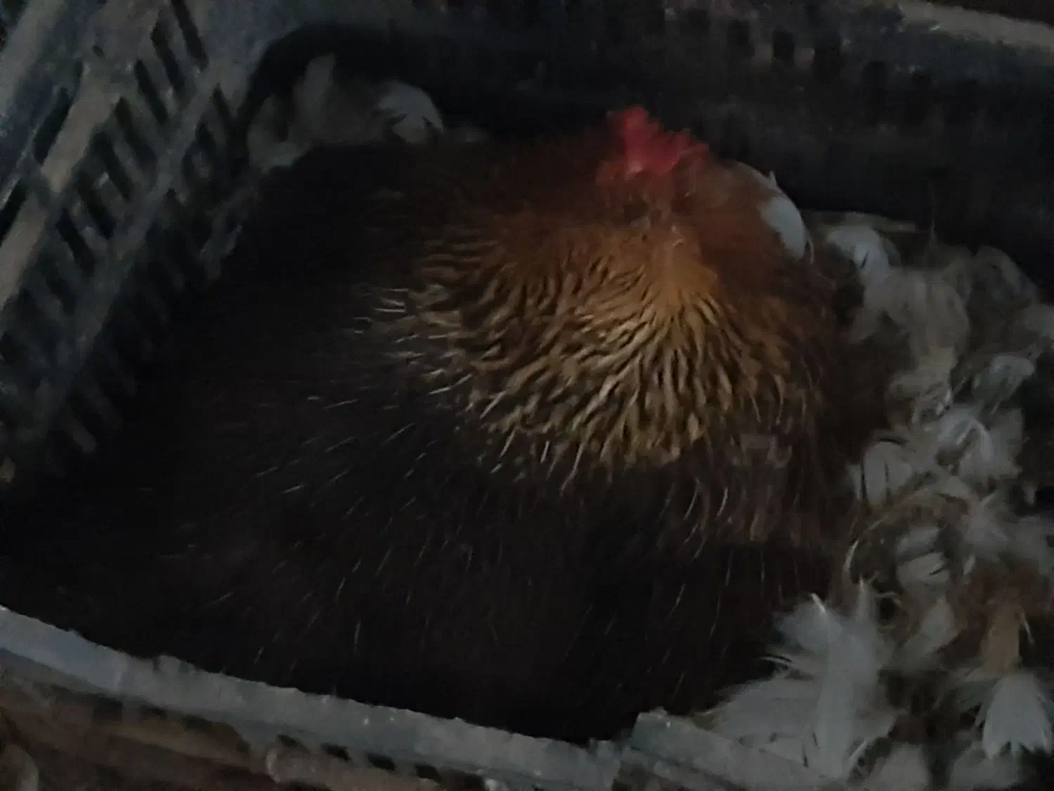 مرغ کرچ|حیوانات مزرعه|قائم‌شهر, |دیوار