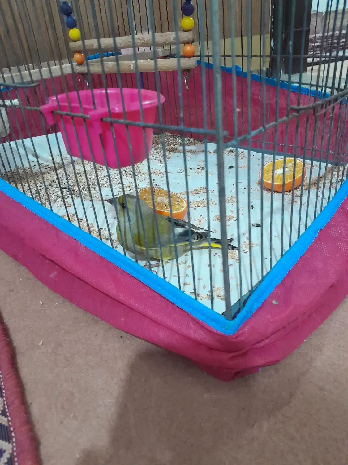 سهره سبز|پرنده|کوه چنار, |دیوار