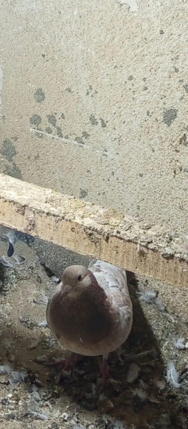 کبوتر گم شوده|حیوانات|شاهرود, |دیوار