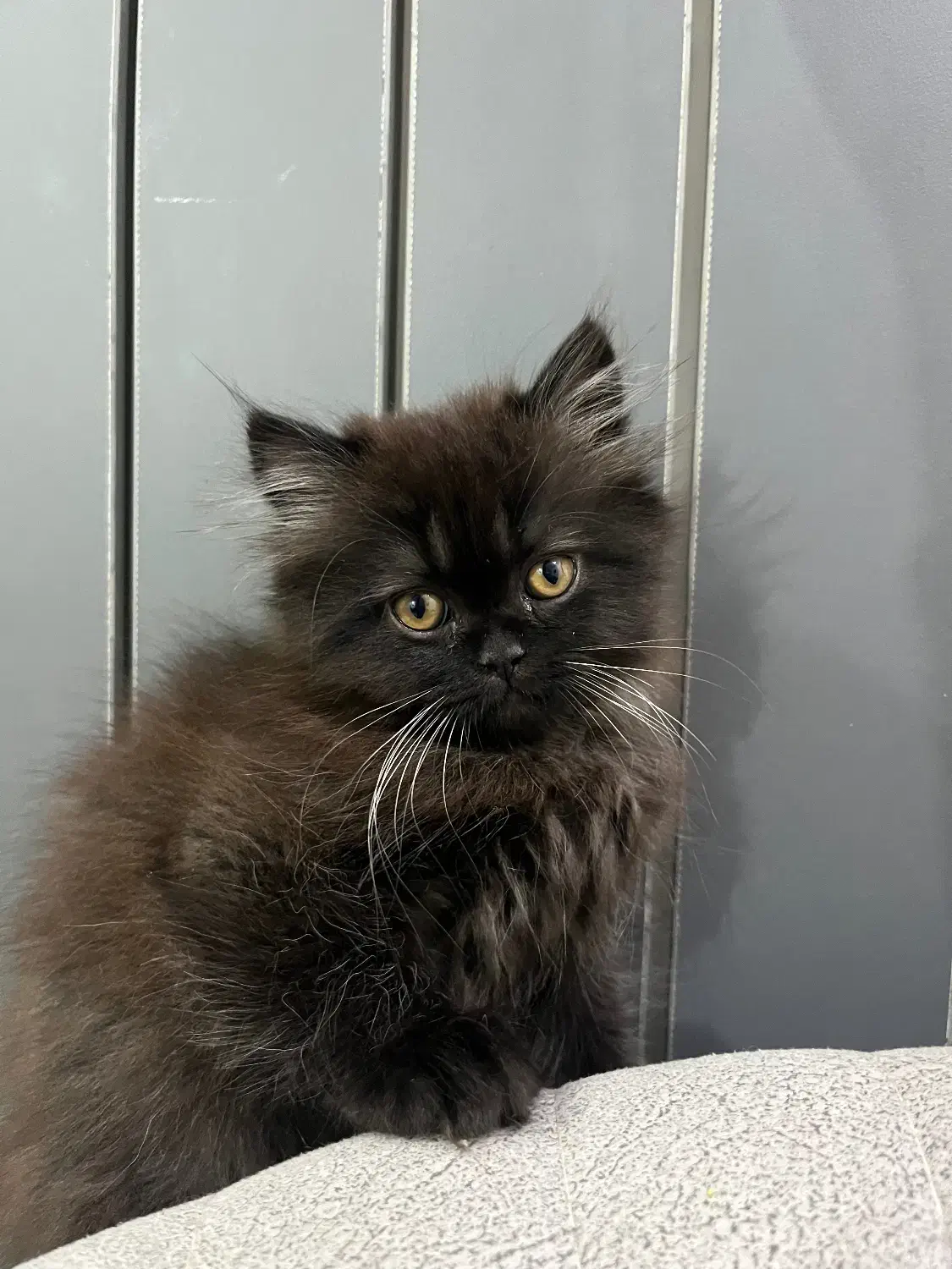 گربه میکس پرشین و اسکاتیش|گربه|رشت, جانبازان|دیوار