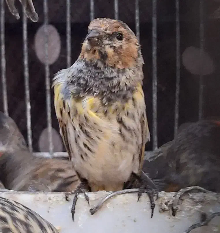 سهره گلبسر بالغ|پرنده|قزوین, |دیوار