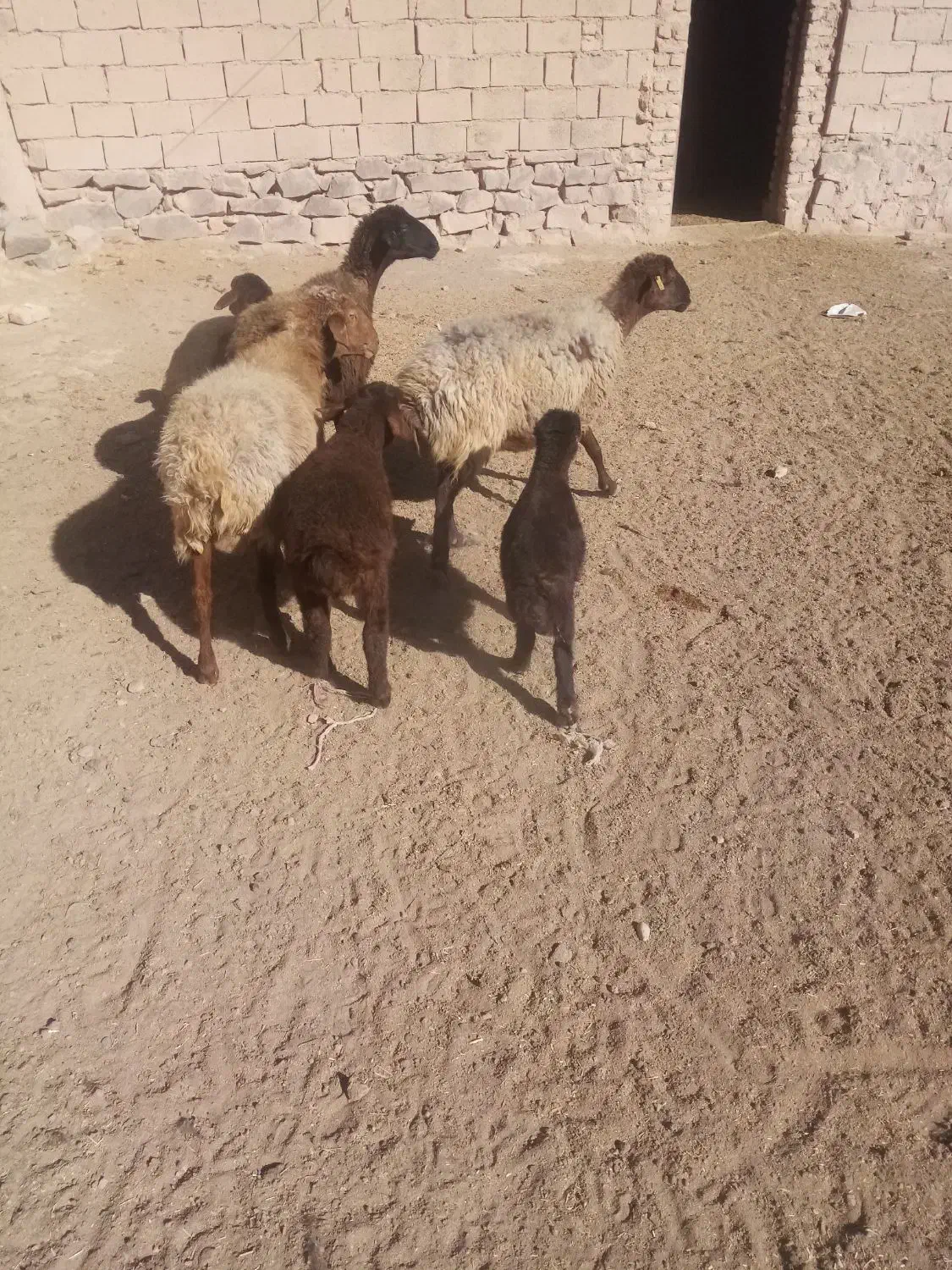 گوسفند زایده|حیوانات مزرعه|چناران, |دیوار