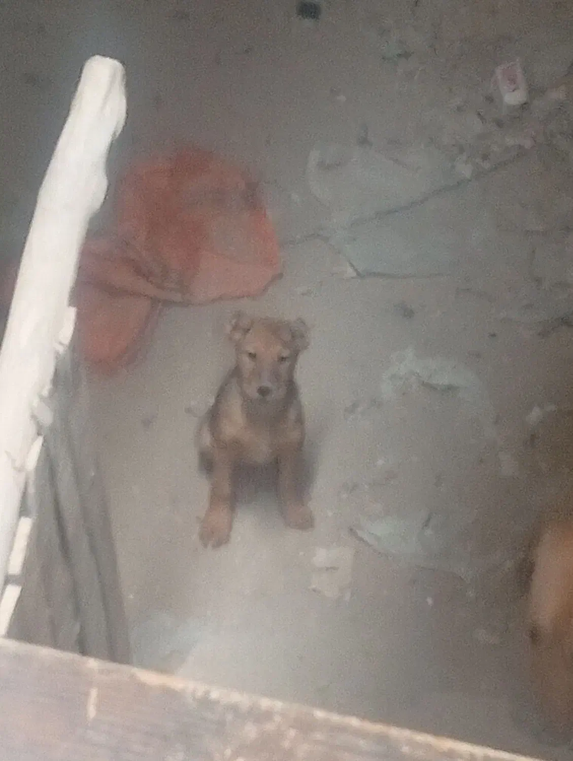 توله سگ|سگ|رباط‌کریم, شهرک صنعتی نصیرآباد|دیوار