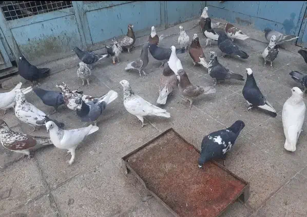 تور کبوتر فروشی|پرنده|سراوان, |دیوار