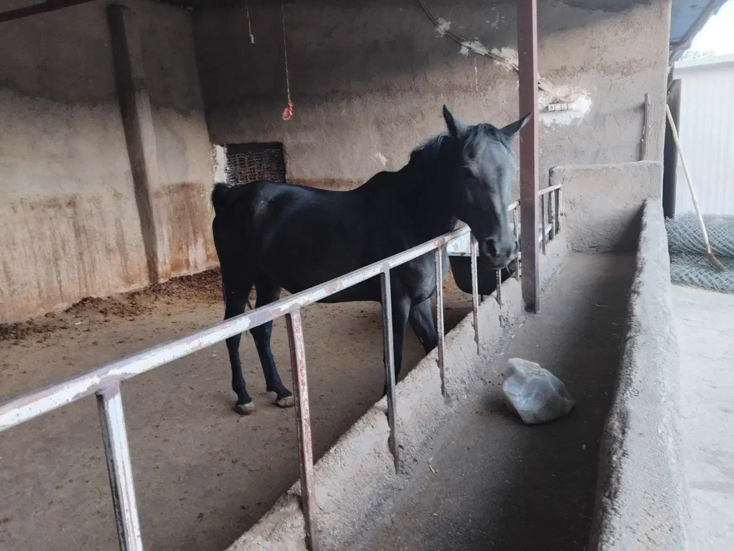 اسب|اسب و تجهیزات اسبسواری|سنندج, |دیوار