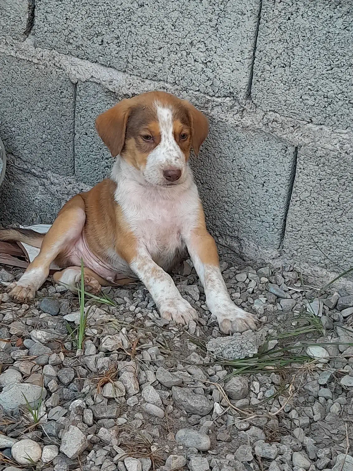 سگ نرگله پجه درشت|سگ|کوچصفهان, |دیوار