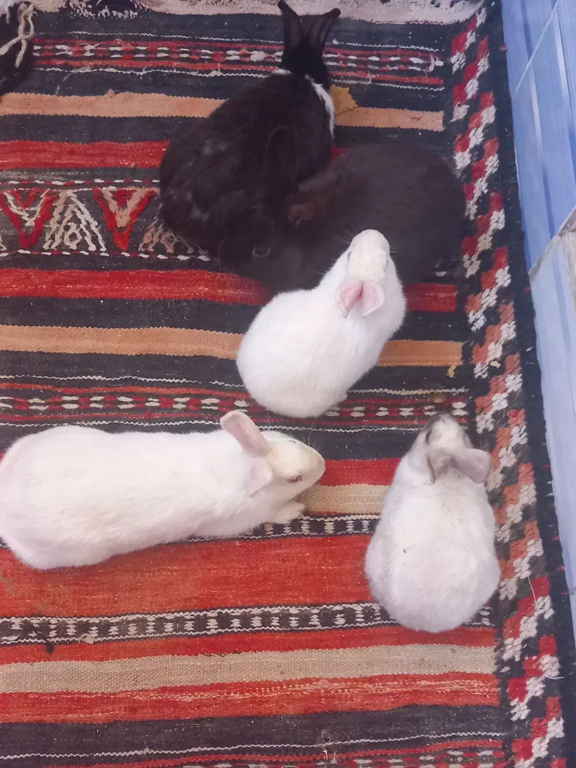 خرگوش|موش و خرگوش|سربیشه, |دیوار