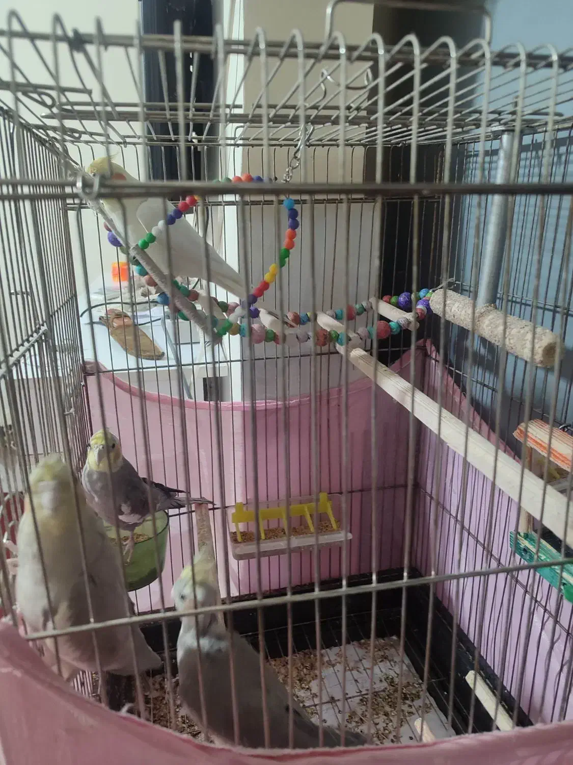 عروس هلندی|پرنده|محمدیه-قزوین, |دیوار