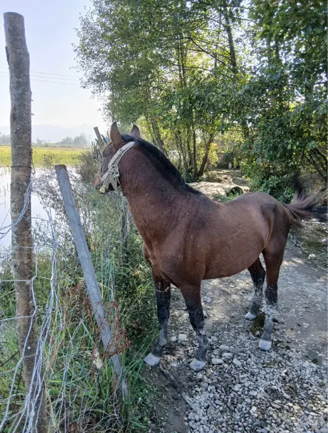 اسب کاسپین ۸ساله|اسب و تجهیزات اسب‌سواری|رشت, یخسازی|دیوار