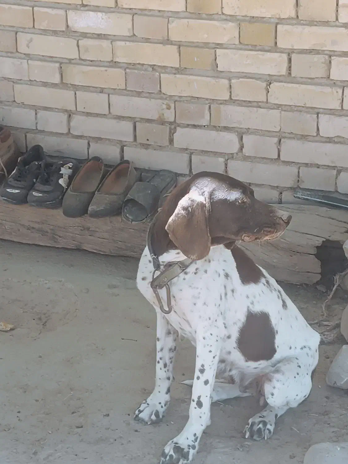 سگ شکاری حرفه ای|سگ|گلی داغ, |دیوار