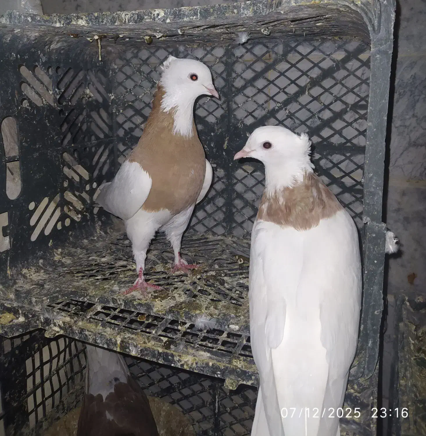 کبوتر|پرنده|قم, زند آباد|دیوار