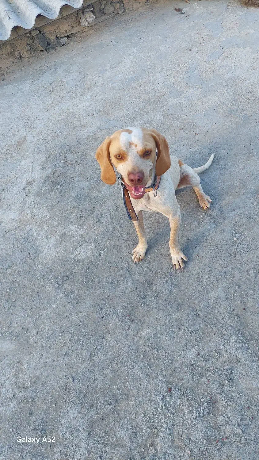 توله سگ دنبلانی|سگ|گلی داغ, |دیوار