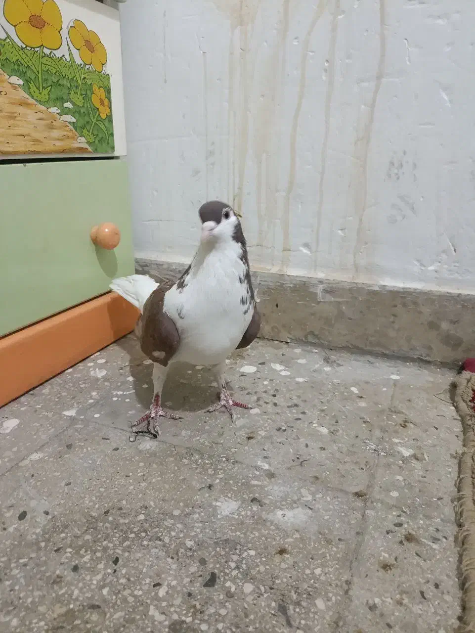 کفتر افغانی|پرنده|قرچک, قشلاق جیتو|دیوار