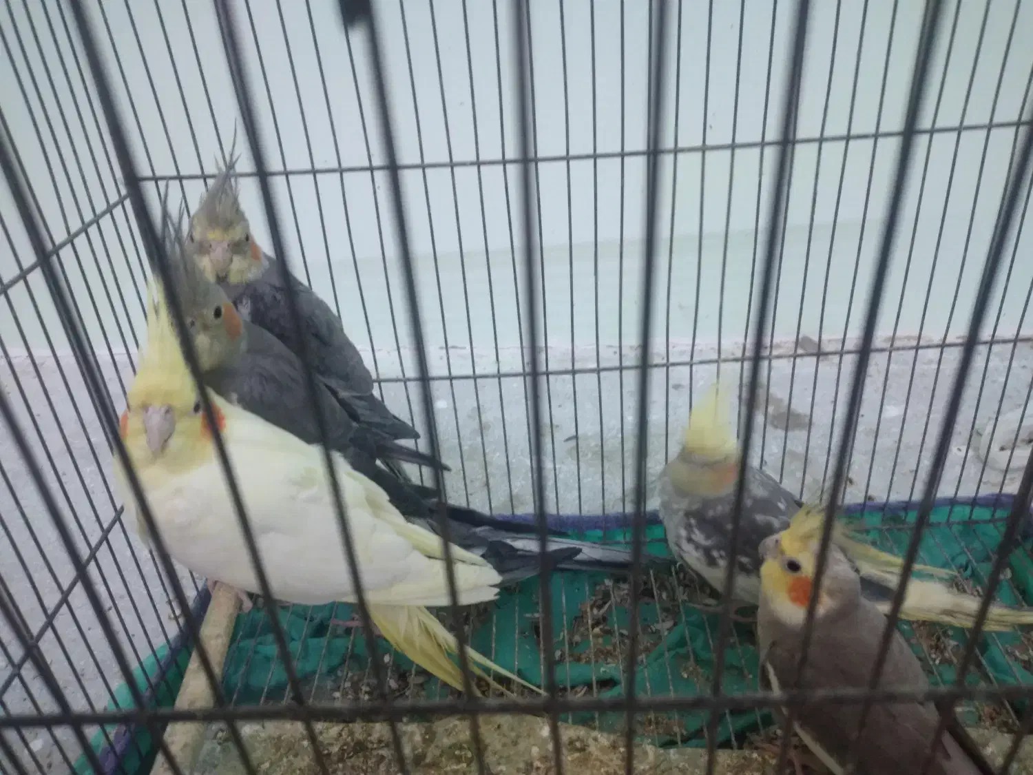 عروس هلندی ۳ جفت|پرنده|کلاچای, |دیوار