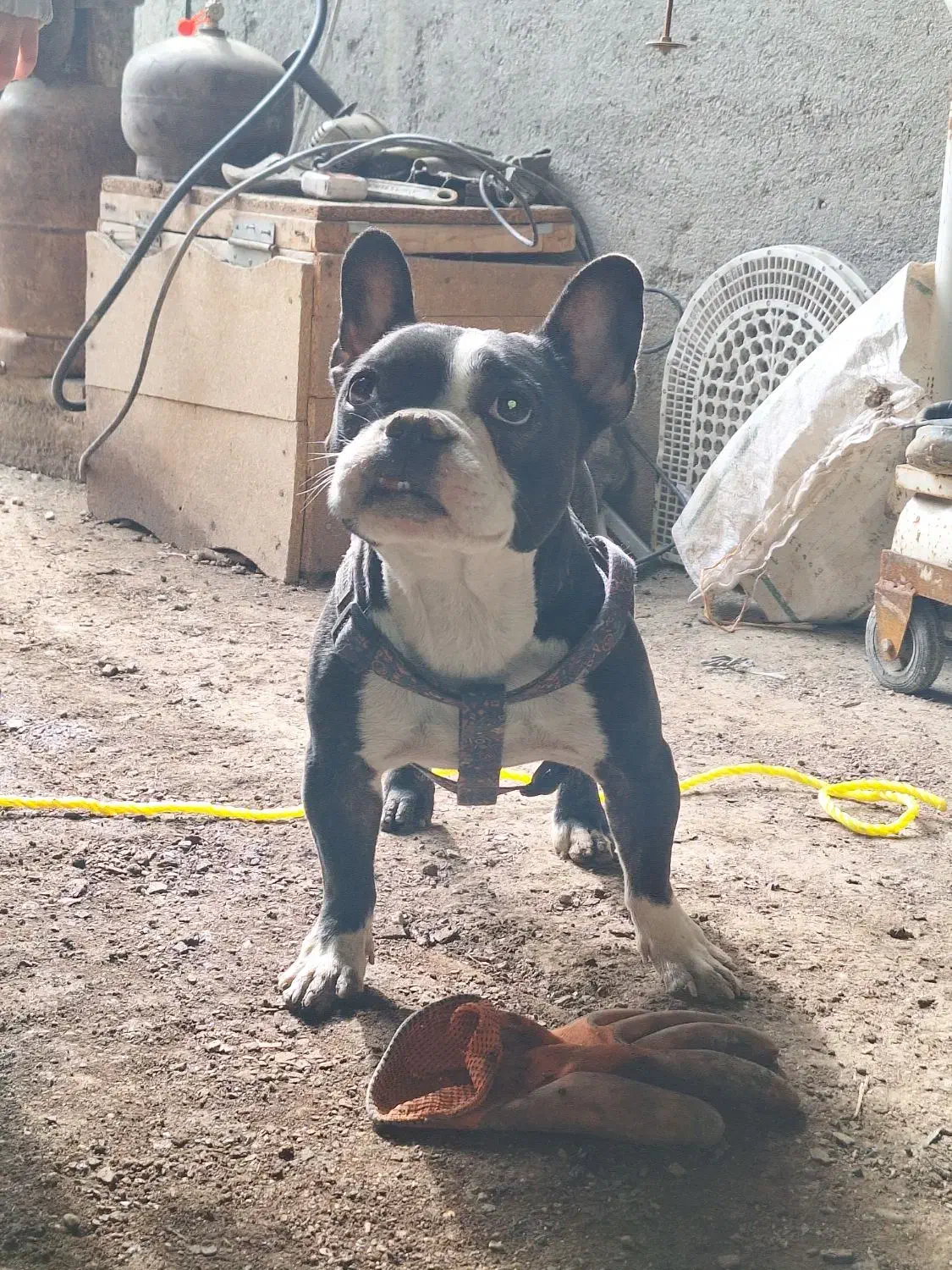 سگ پیدا شده|حیوانات|میاندوآب, |دیوار