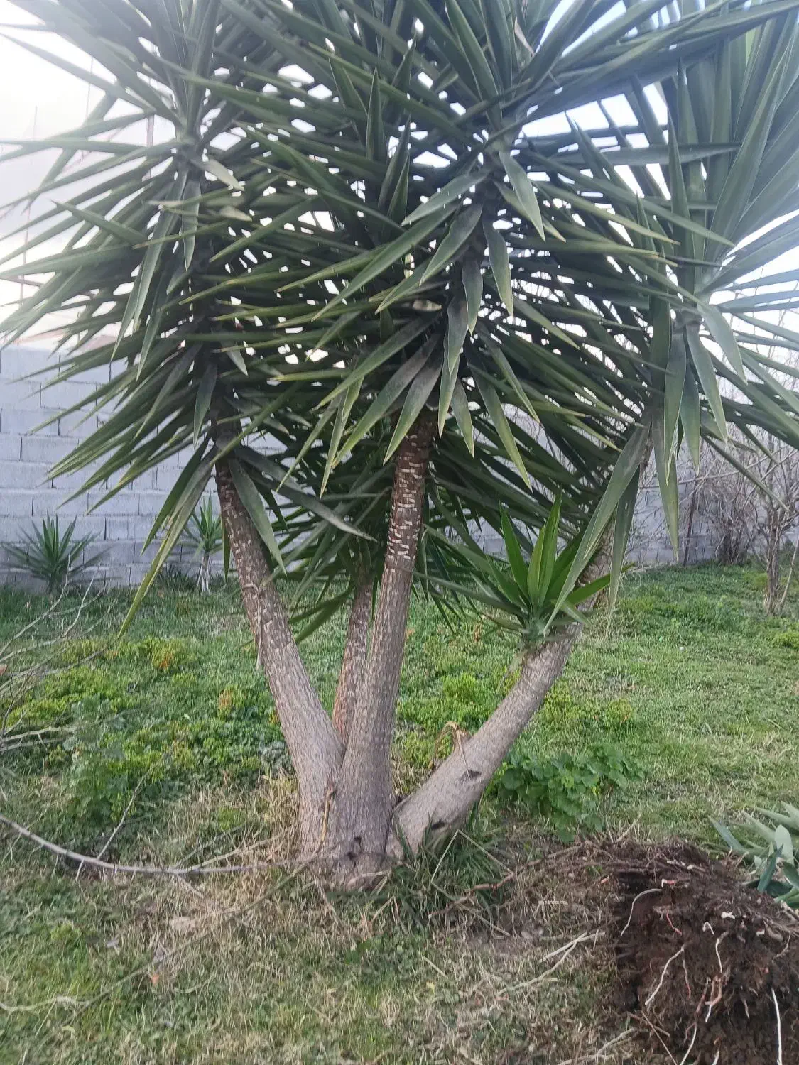 گل یوگا|گل و گیاه طبیعی|تالش, هشتپر|دیوار