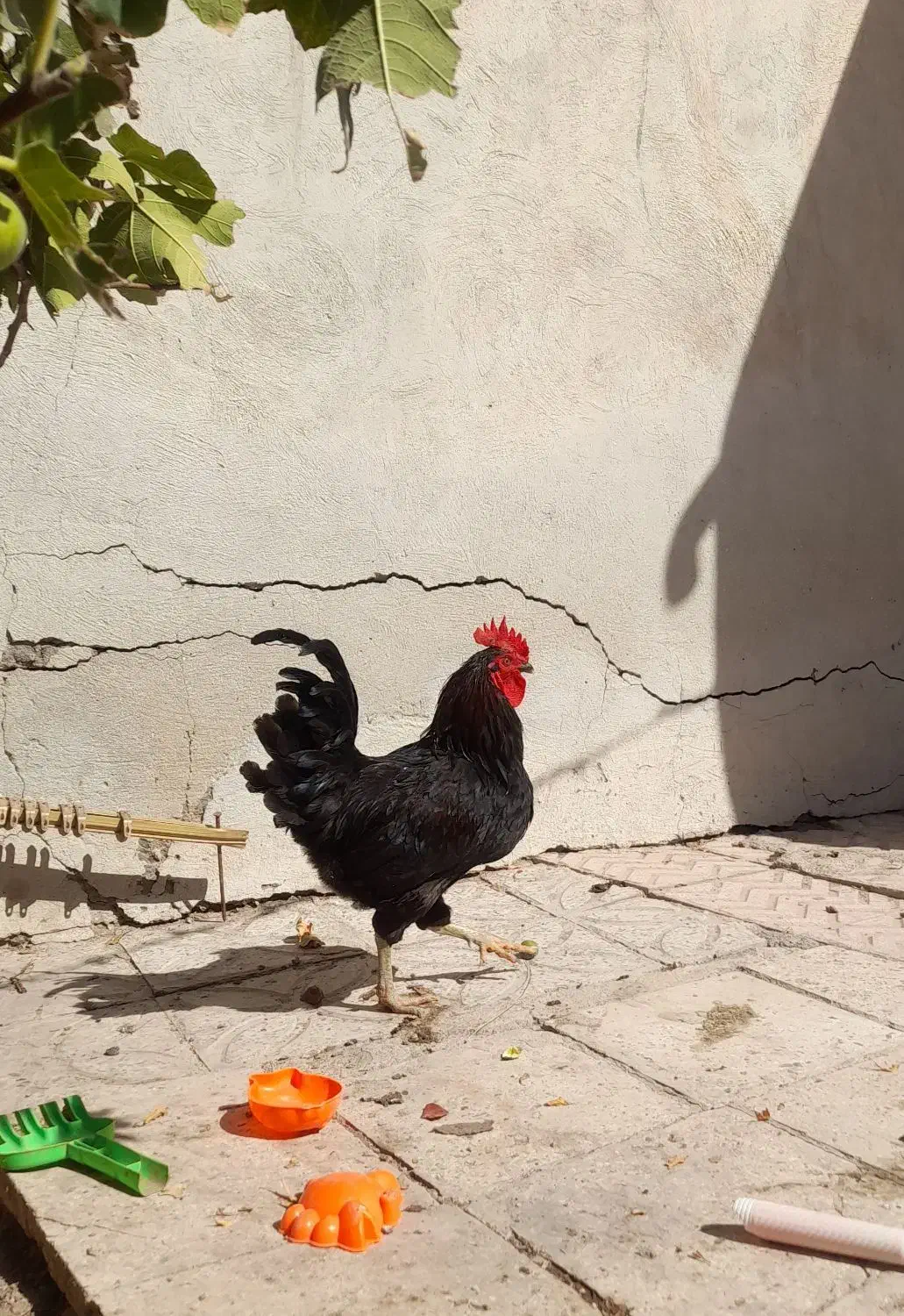 خروس مشکی جوان|پرنده|سلفچگان, |دیوار