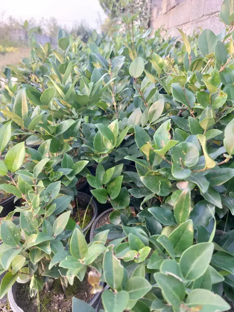 گل یاس سطل ۳|گل و گیاه طبیعی|خرمآباد (تنکابن), |دیوار