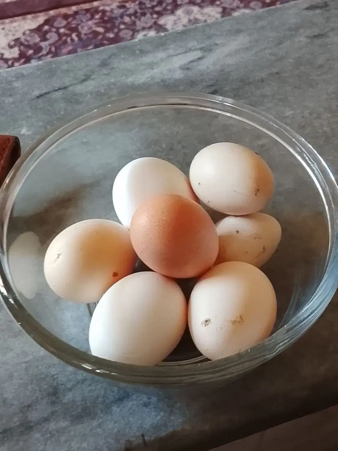 تخم مرغ برهما لاری کوشین ریشی|حیوانات مزرعه|بندر گناوه, |دیوار