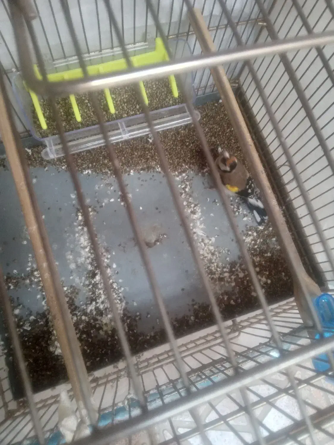 سهره نر|پرنده|خوی, |دیوار