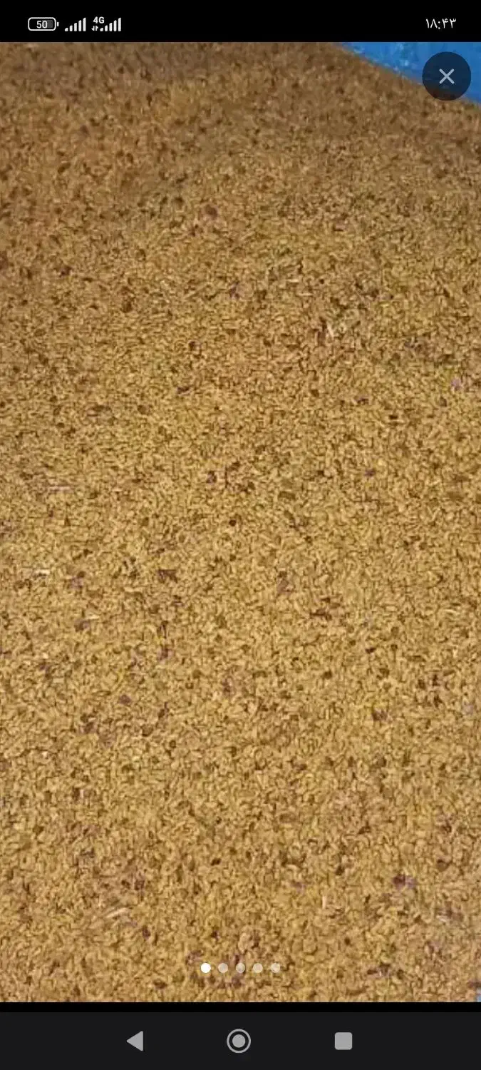 تخم یونجه اصل|گل و گیاه طبیعی|پارس‌آباد, |دیوار