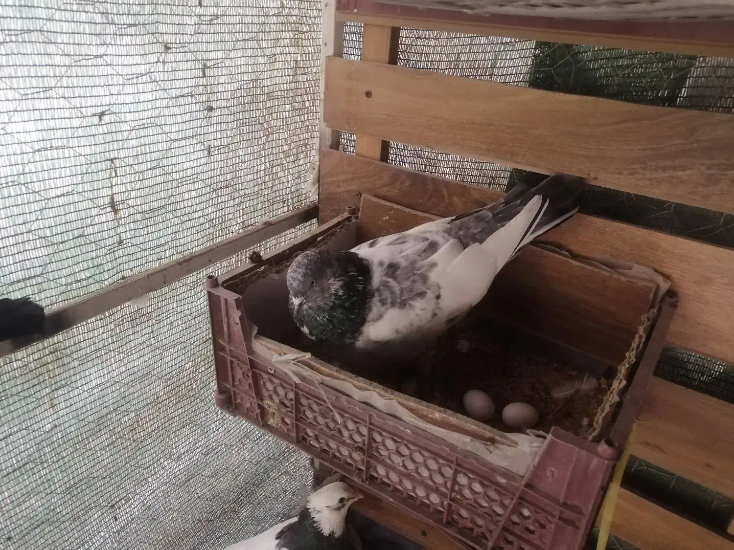 زاغ پرشی|پرنده|فولادشهر, فولادشهر|دیوار