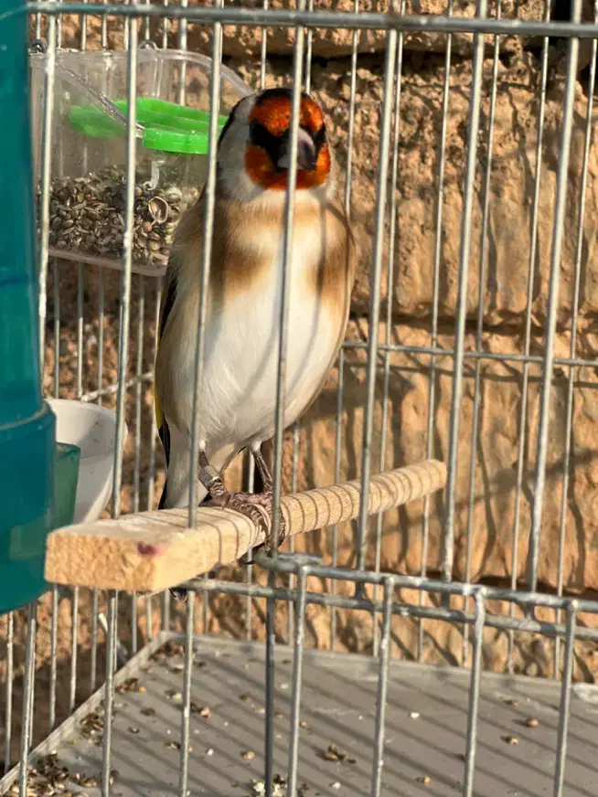 سهره متولد قفس|پرنده|ارومیه, |دیوار