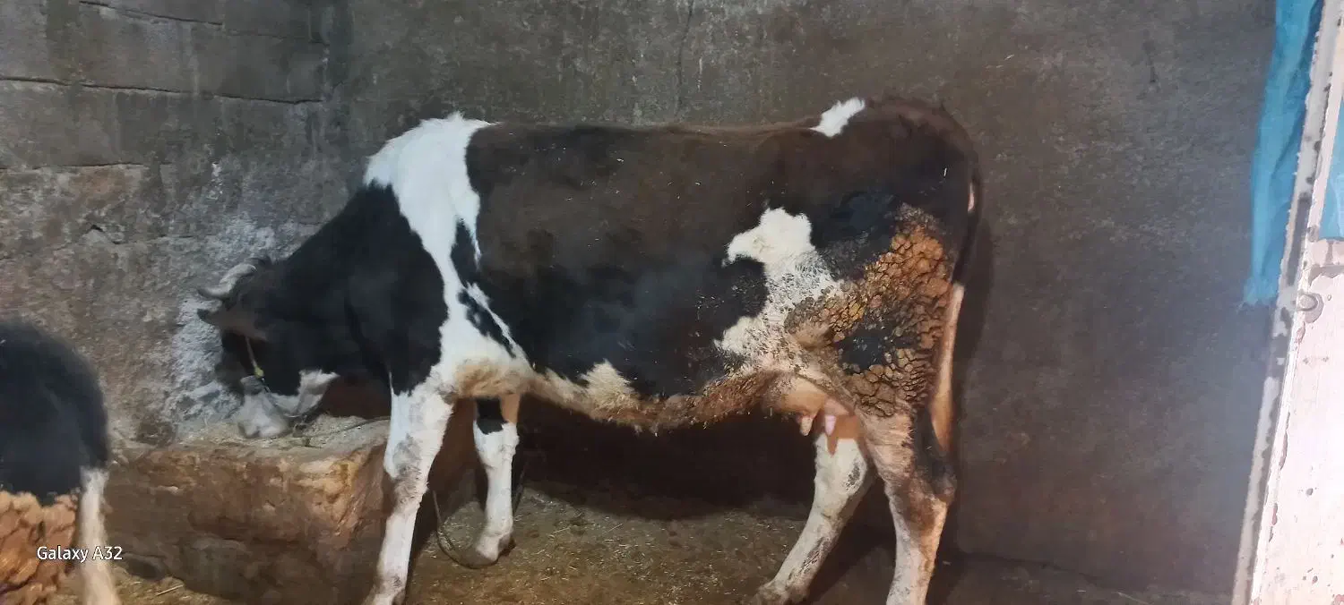 گاو آبستن|حیوانات مزرعه|ماهیدشت, |دیوار