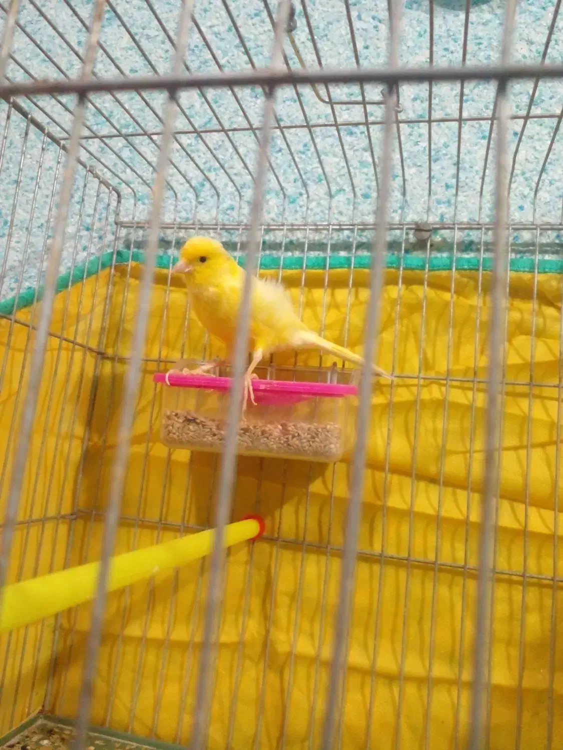 قناری|پرنده|خورموج, |دیوار