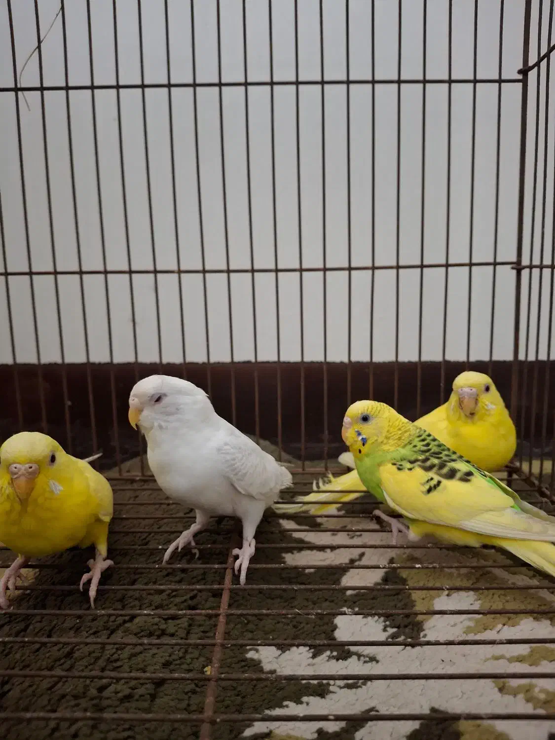 مرغ.عشق|پرنده|دوگنبدان, |دیوار