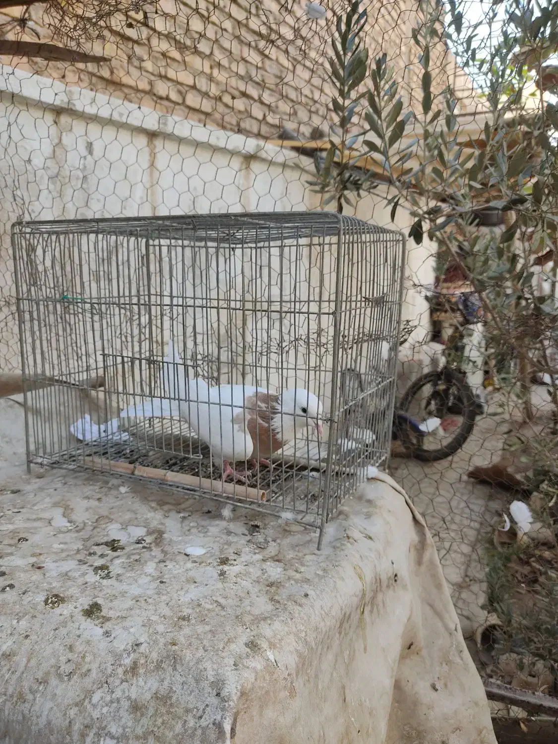 ماده طوقی زرد|پرنده|شاهینشهر, حافظ شمالی|دیوار