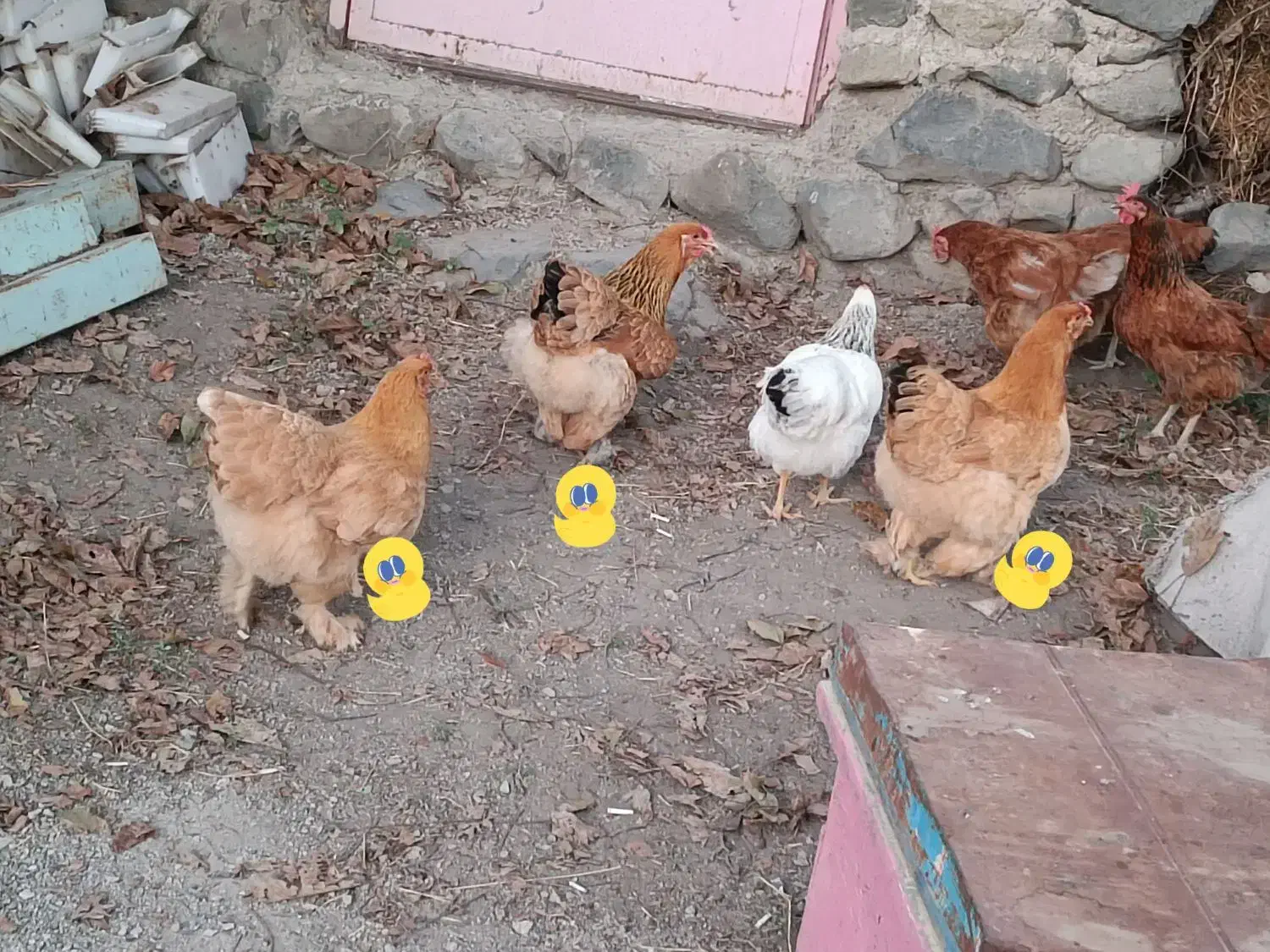 مرغ برهما موجوده|حیوانات مزرعه|بومهن, |دیوار