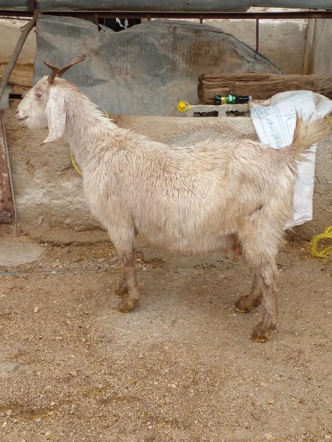 بز پاکستانی بشرط دوقلوزا|حیوانات مزرعه|کازرون, |دیوار