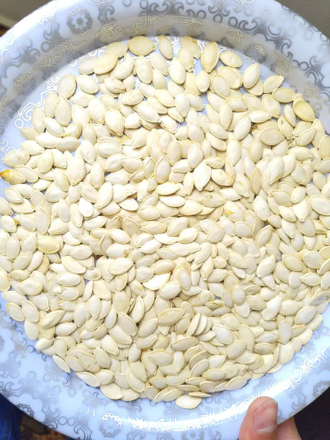 تخمه کدو|خوردنی و آشامیدنی|قیدار, |دیوار