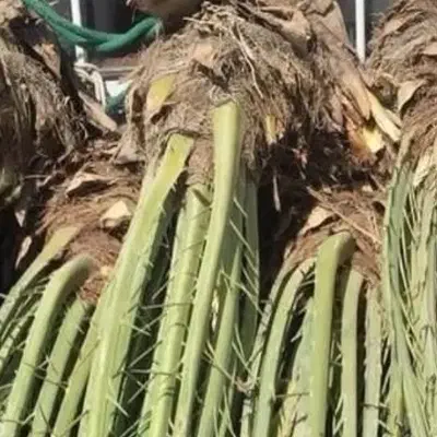 پاجوش نخل برحی|گل و گیاه طبیعی|امیدیه, |دیوار