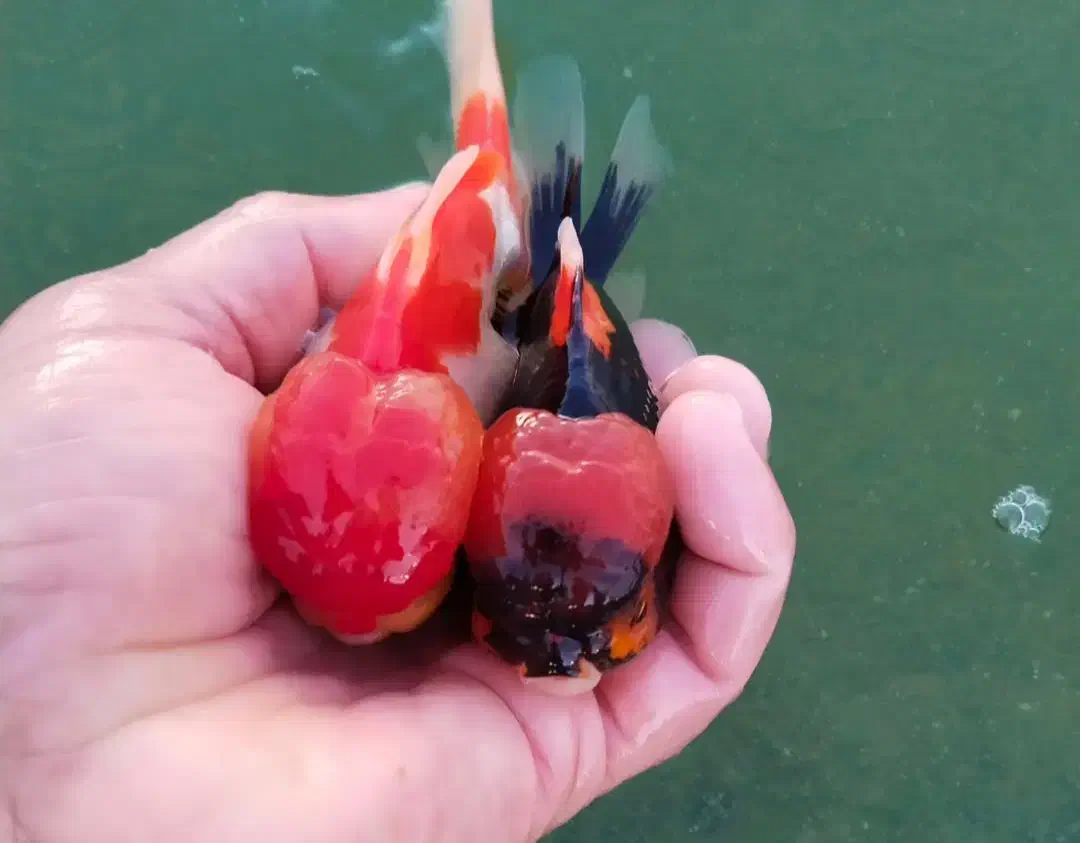 آکواریوم لیانادرشادگان|ماهی|شادگان, |دیوار