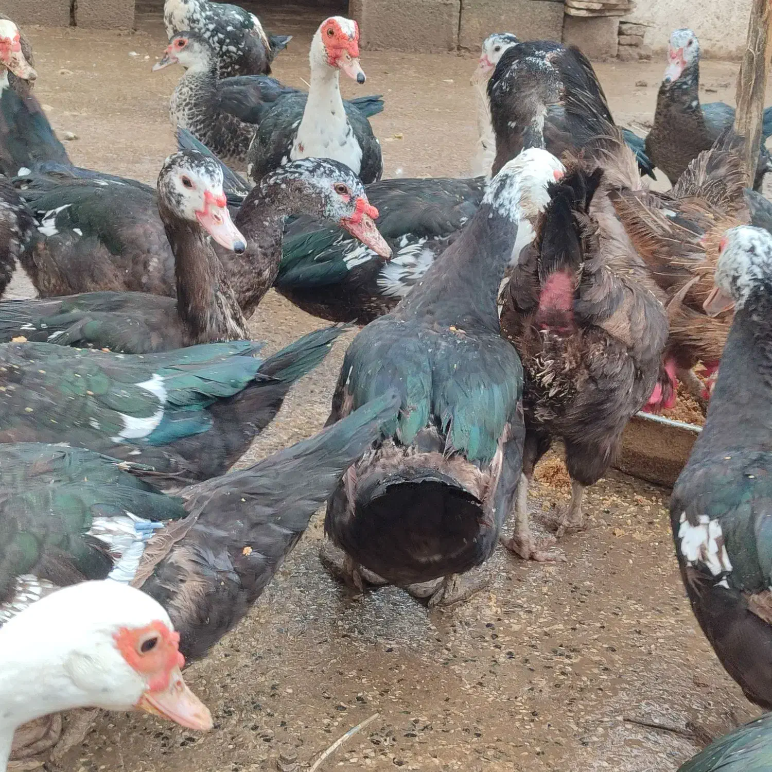 اردک اسرائیلی ماده|حیوانات مزرعه|آستانه اشرفیه, |دیوار