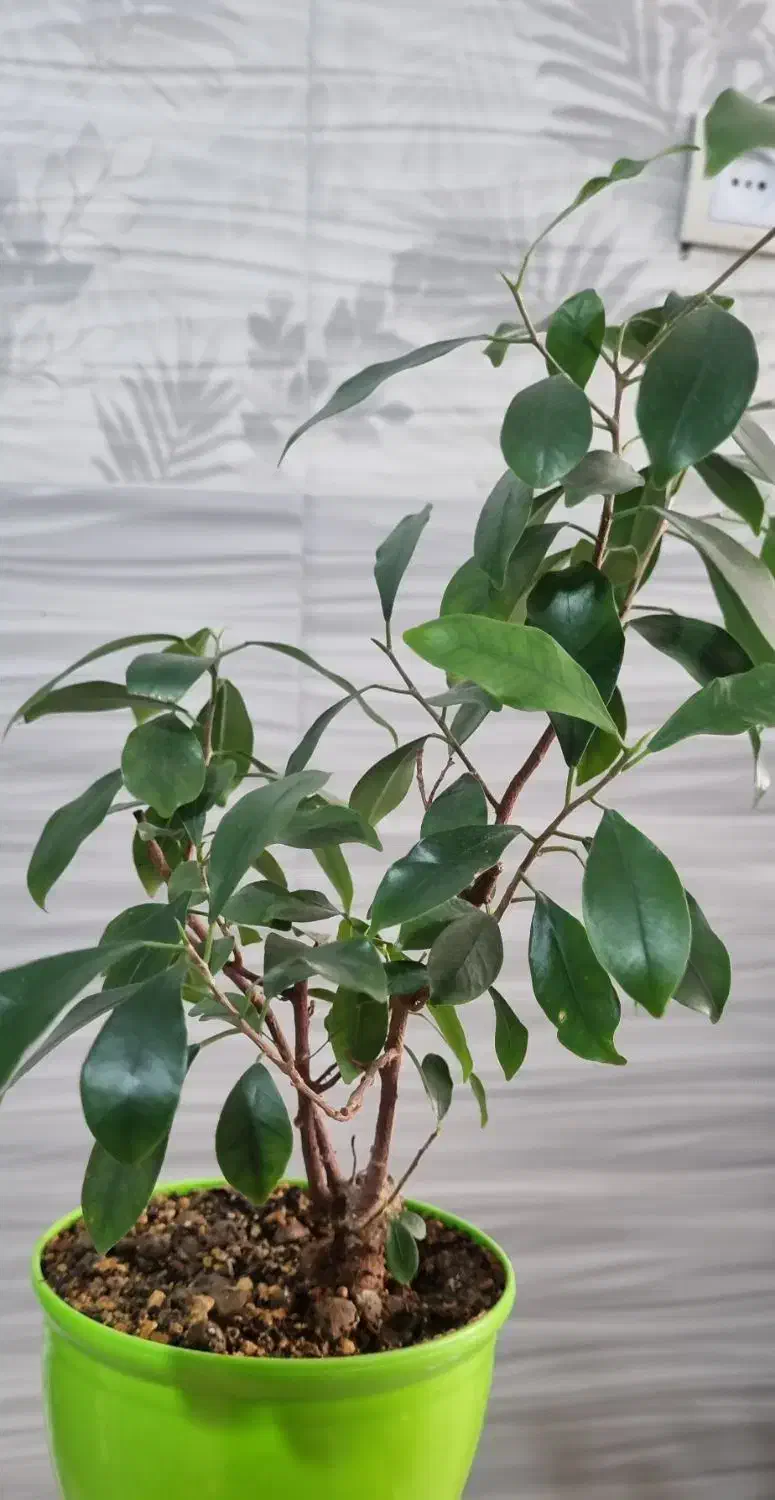 گل بونسای|گل و گیاه طبیعی|شیراز, شهرک زینبیه|دیوار