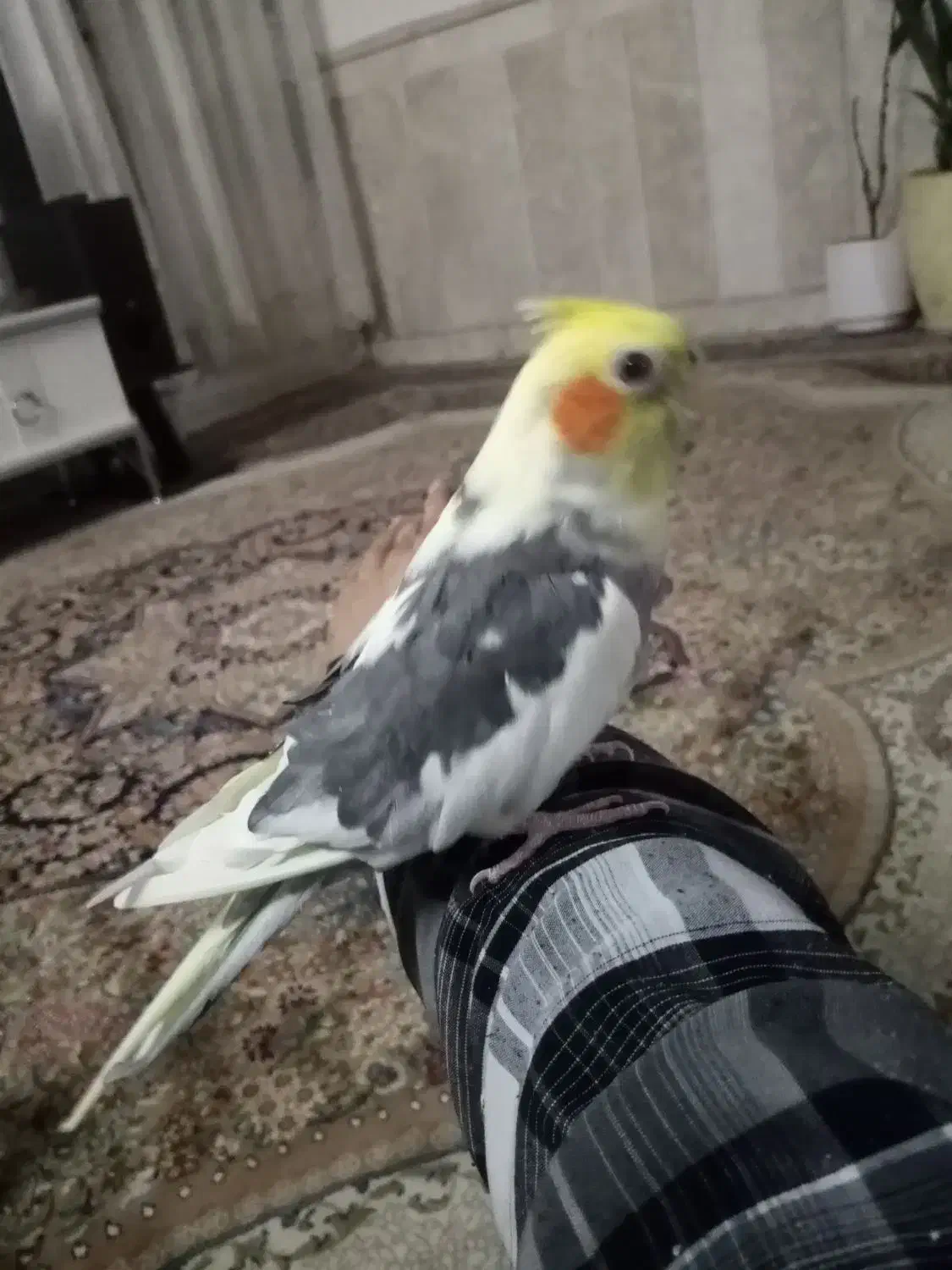 عروس هلندی سخن گو دستی|پرنده|نیشابور, شهرک قدس|دیوار