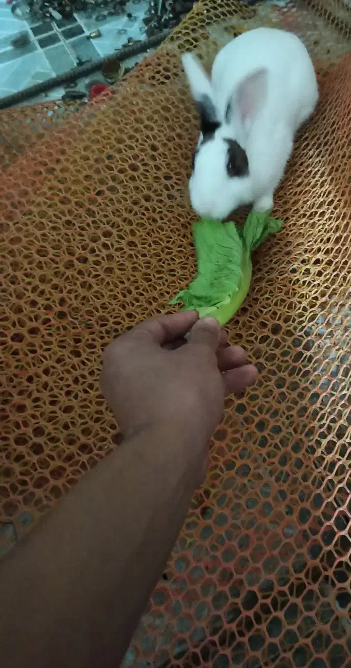 خرگوش چشم قرمز|موش و خرگوش|آبپخش, |دیوار