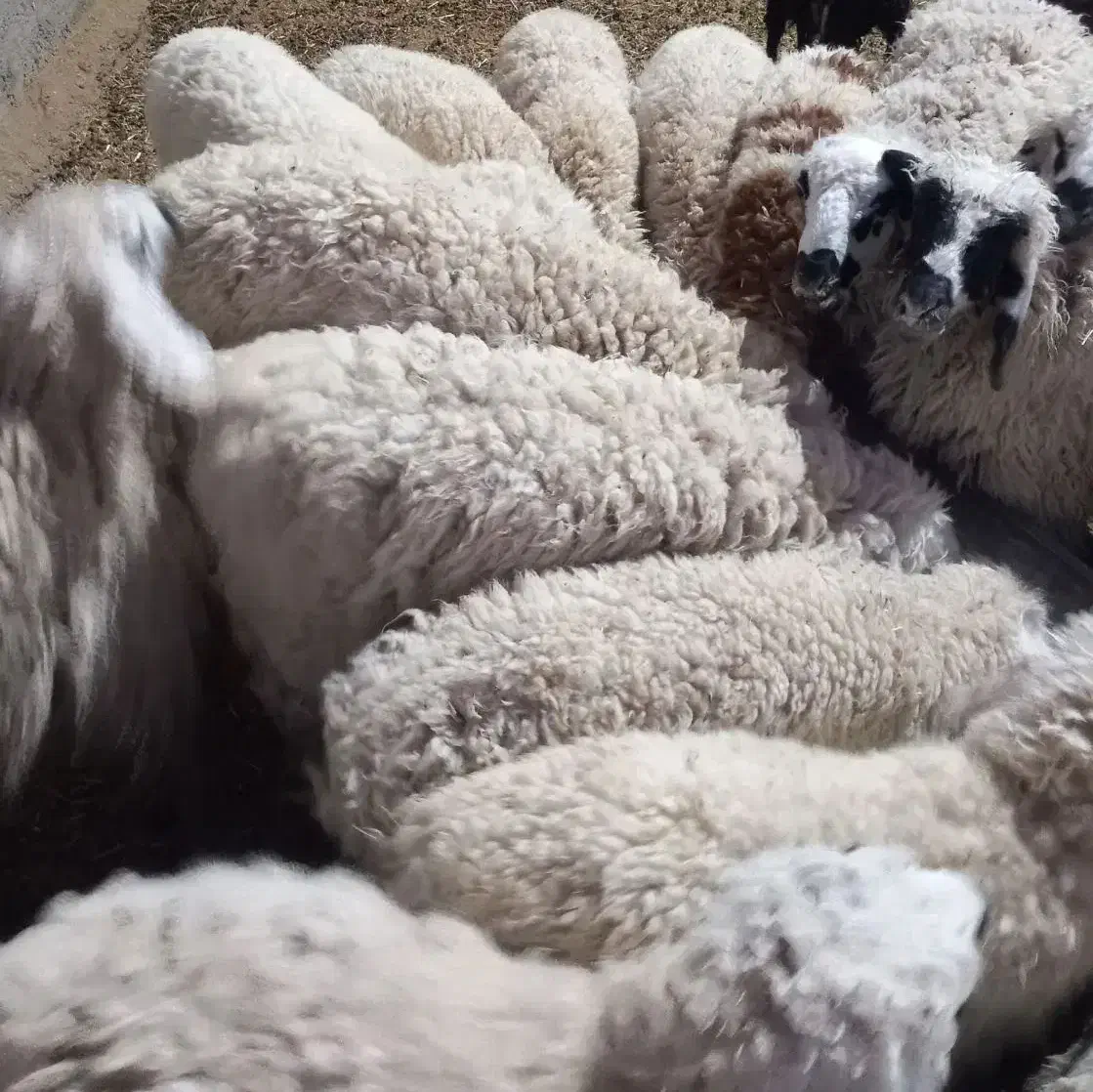 بره نر زنده باسکول|حیوانات مزرعه|زابل, |دیوار