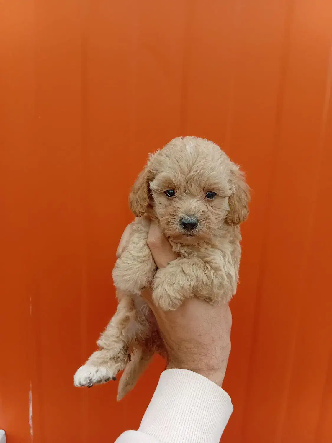 مالتی پو و پودل مینیاتوری|سگ|تهران, بوستان چیتگر|دیوار